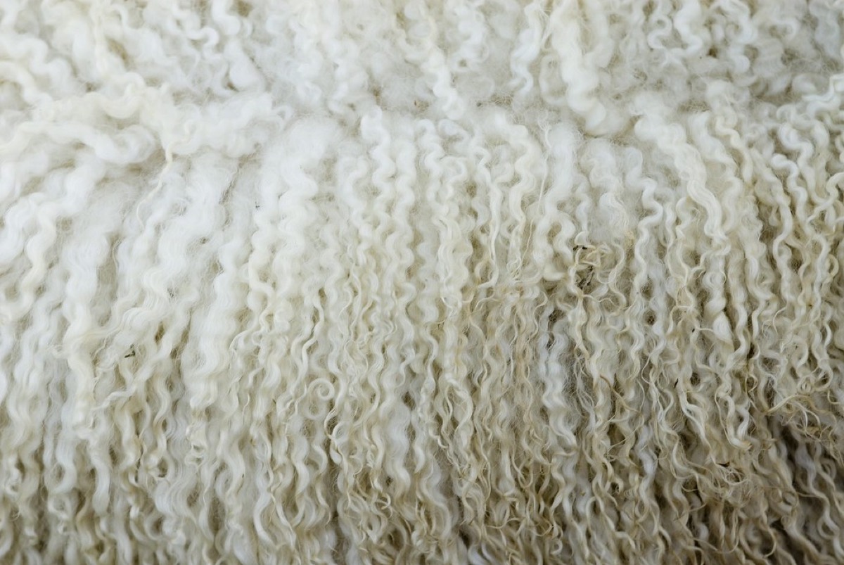 Wool